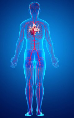 3D, erkek atardamarlarının tıbben doğru çizimi.