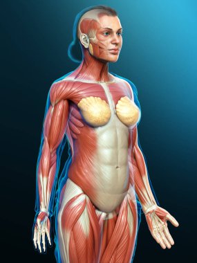 3D, kadın kas sisteminin tıbben doğru bir göstergesi.