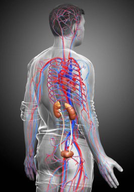 Böbreklerin ve dolaşım sisteminin 3 boyutlu, tıbben doğru çizimi