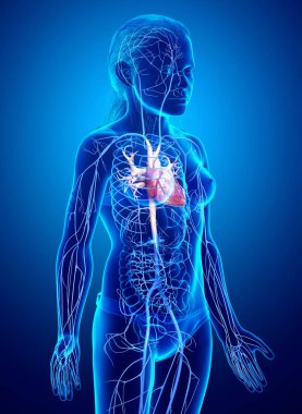 3D, genç kız damar anatomisini tıbben doğru göstermiştir.