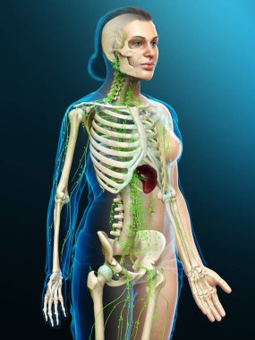 3D, tıbbi olarak bir kadın lenf sisteminin doğru bir çizimi.