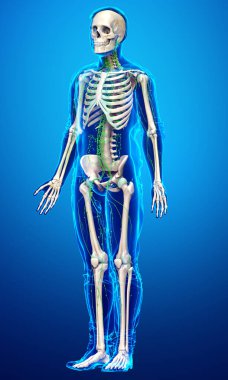 3D, erkek lenf sisteminin tıbben doğru bir çizimi.