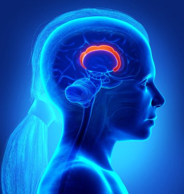 Beyin anatomisinin tıbben doğru bir gösterimi.