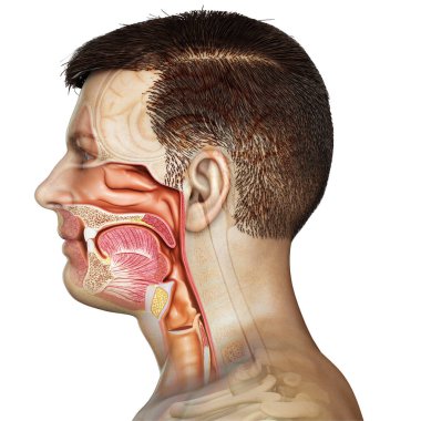 Erkek trakea ve özofagus anatomu 3 boyutlu, tıbben doğru.