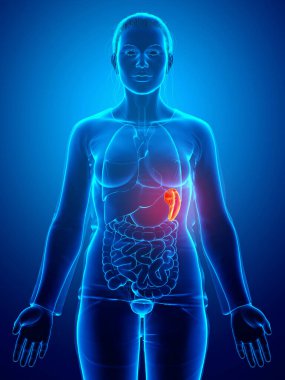 Dişi dalak anatomisine ait 3D, tıbben doğru bir örnekleme.