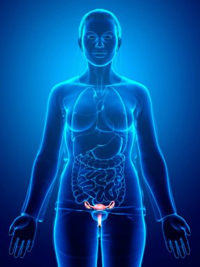 3D, kadın rahim anatomisinin tıbben doğru bir gösterimi.