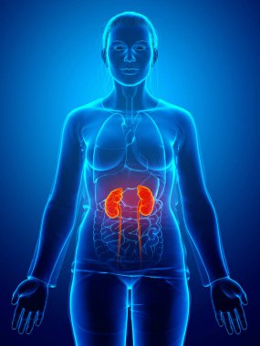3D üretilmiş, tıbben doğru çizilmiş kadın vurgulanmış böbrekleri ve idrar sistemi.