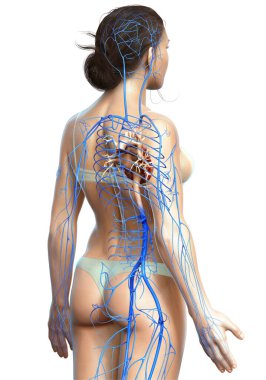 Dişi dolaşım sisteminin 3D çizimi