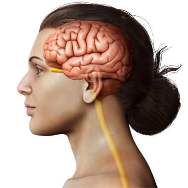 3D, kadın beyin anatomisini tıbben doğru gösteriyor.