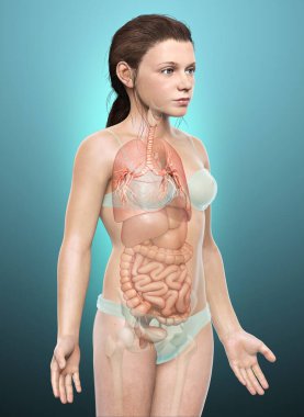 Solunum Sistemi 'nin Gırtlak Soluk borusu Bronşunun 3 boyutlu çizimi.