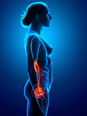 3D, kadın rahim anatomisinin tıbben doğru bir gösterimi.