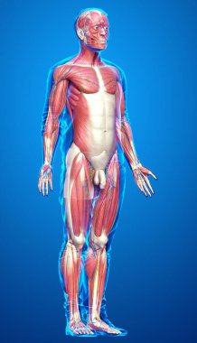 3D, erkek kas sisteminin tıbben doğru bir gösterimi.