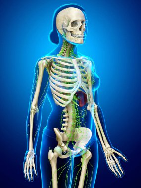 3D, tıbbi olarak bir kadın lenf sisteminin doğru bir çizimi.