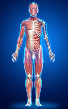 3D, tıbbi olarak erkek anatomisini doğruluyor.