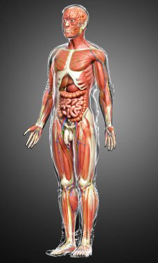 3D, tıbbi olarak erkek anatomisini doğruluyor.