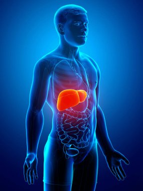 3 boyutlu, erkek karaciğer anatomisinin tıbben doğru çizimi