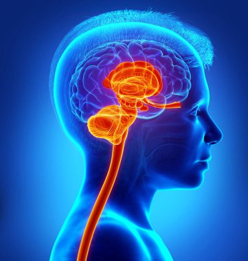 3D, iç beyin anatomisinin tıbbi olarak doğru çizimi.