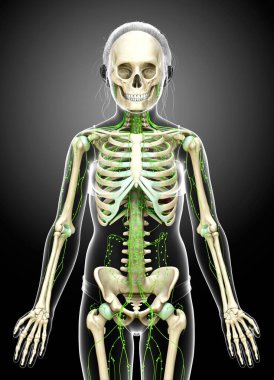 3D, genç bir çocuğun lenfatik sisteminin tıbben doğru bir çizimi.