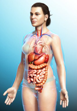3D tıbbi olarak kadınların sindirim sisteminin ve kalbinin doğru bir gösterimi.