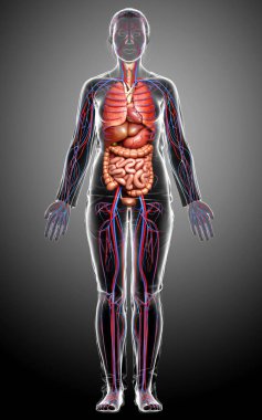 3D, kadın dolaşım sisteminin ve iç organlarının tıbben doğru bir gösterimi.