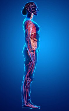 3D, kadın iç organlarının ve dolaşım sisteminin tıbben doğru bir çizimi.