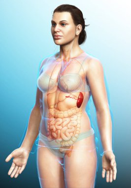 Dişi dalak anatomisine ait 3D, tıbben doğru bir örnekleme.