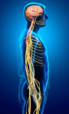 3D, bir erkek sinir sisteminin tıbbi olarak doğru bir gösterimi.