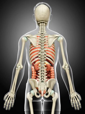 3D, erkek iç organlarının ve iskelet sisteminin tıbben doğru çizimi.