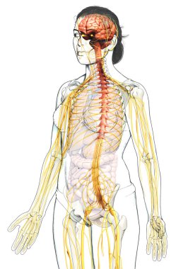 3D, tıbbi olarak bir kadın sinir sisteminin doğru bir örneği.