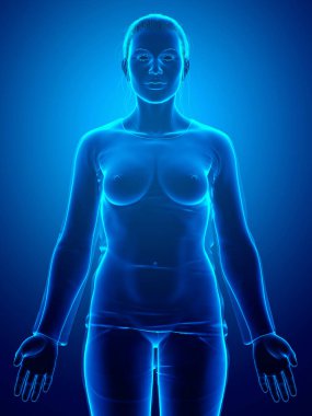 Kadın vücudunun 3D çizimi