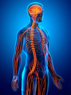 3D, bir erkek sinir sisteminin tıbbi olarak doğru bir gösterimi.