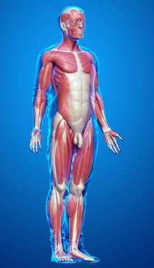 3D, erkek kas sisteminin tıbben doğru bir gösterimi.