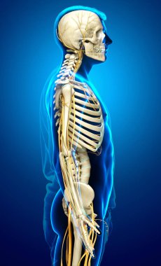 3D, sinir sistemi ve iskelet sisteminin tıbbi olarak doğru bir gösterimi.