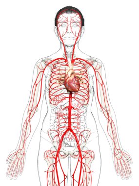 Dişi atardamarların tıbben doğru çizimi 3D