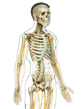 3D, sinir sistemi ve iskelet sisteminin tıbbi olarak doğru bir gösterimi.