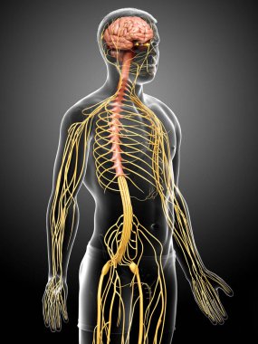 3D, bir erkek sinir sisteminin tıbbi olarak doğru bir gösterimi.