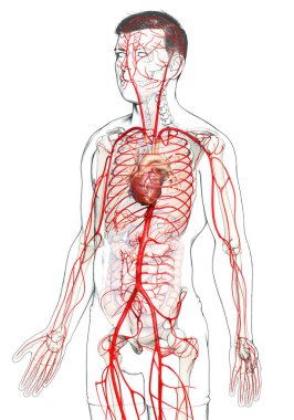 3D, erkek atardamarlarının tıbben doğru çizimi.