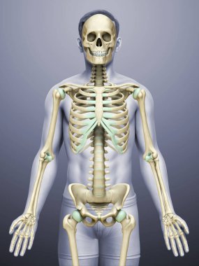 3D üretilmiş, tıbben doğru bir erkek iskelet sistemi.