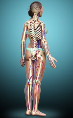 3D, kadın dolaşım ve iskelet sisteminin tıbben doğru çizimi.