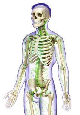 3D, erkek lenf sisteminin tıbben doğru bir çizimi.