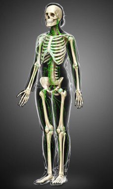 3D, tıbbi olarak bir kadın lenf sisteminin doğru bir çizimi.