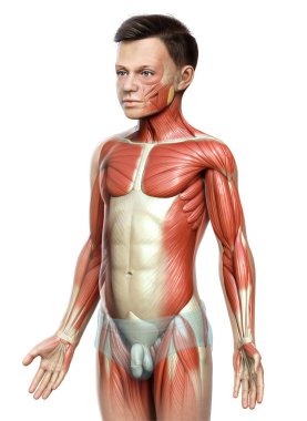 3D, genç bir çocuğun kas sisteminin tıbben doğru bir çizimi.