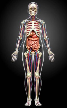 3D, kadın iç organlarının, iskeletinin ve dolaşım sisteminin tıbben doğru bir çizimi.