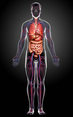 3D, erkek dolaşım sisteminin ve iç organlarının tıbben doğru bir gösterimi.