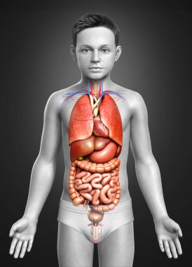 3D, erkek iç organlarının tıbben doğru bir çizimi. 