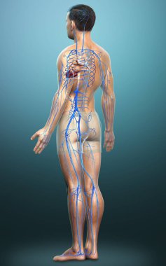 3D, erkek damar anatomisini tıbben doğru gösteriyor.