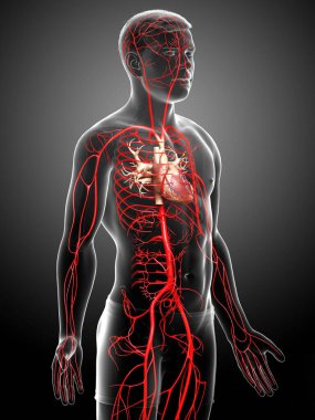 3D, erkek atardamarlarının tıbben doğru çizimi.
