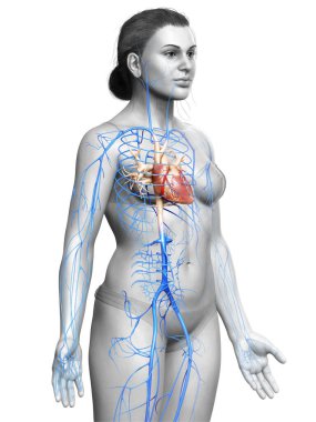 Dişi dolaşım sisteminin 3D çizimi