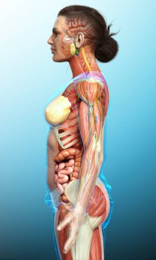 3D, tıbbi olarak kadın anatomisini doğruluyor.