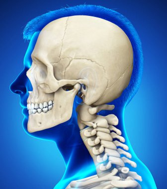 3 boyutlu, tıbben doğru, erkek kafatası ve boyun anatomisi.
